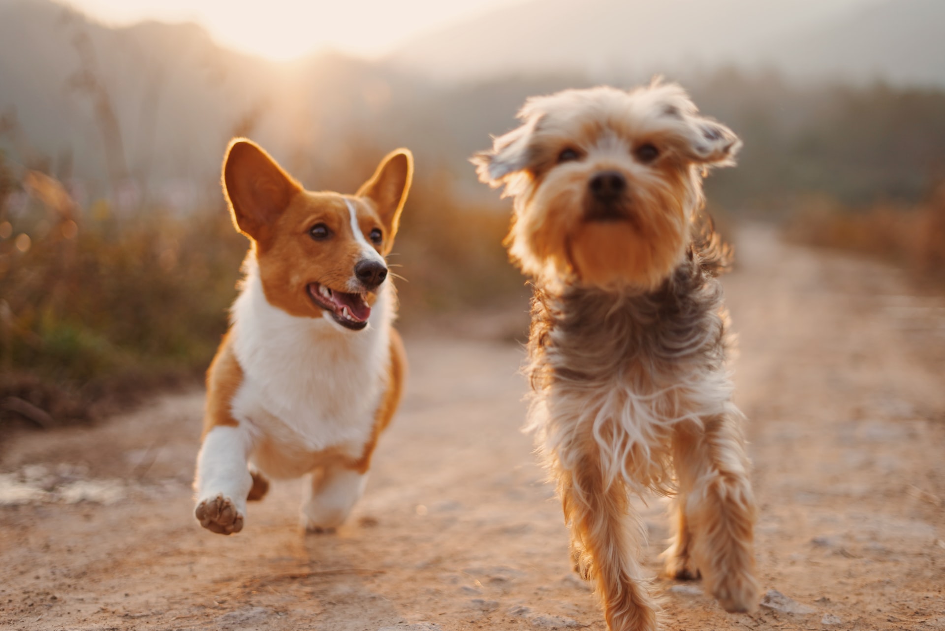 Deux chiens loyaux qui courent Deux chiens loyaux qui courent