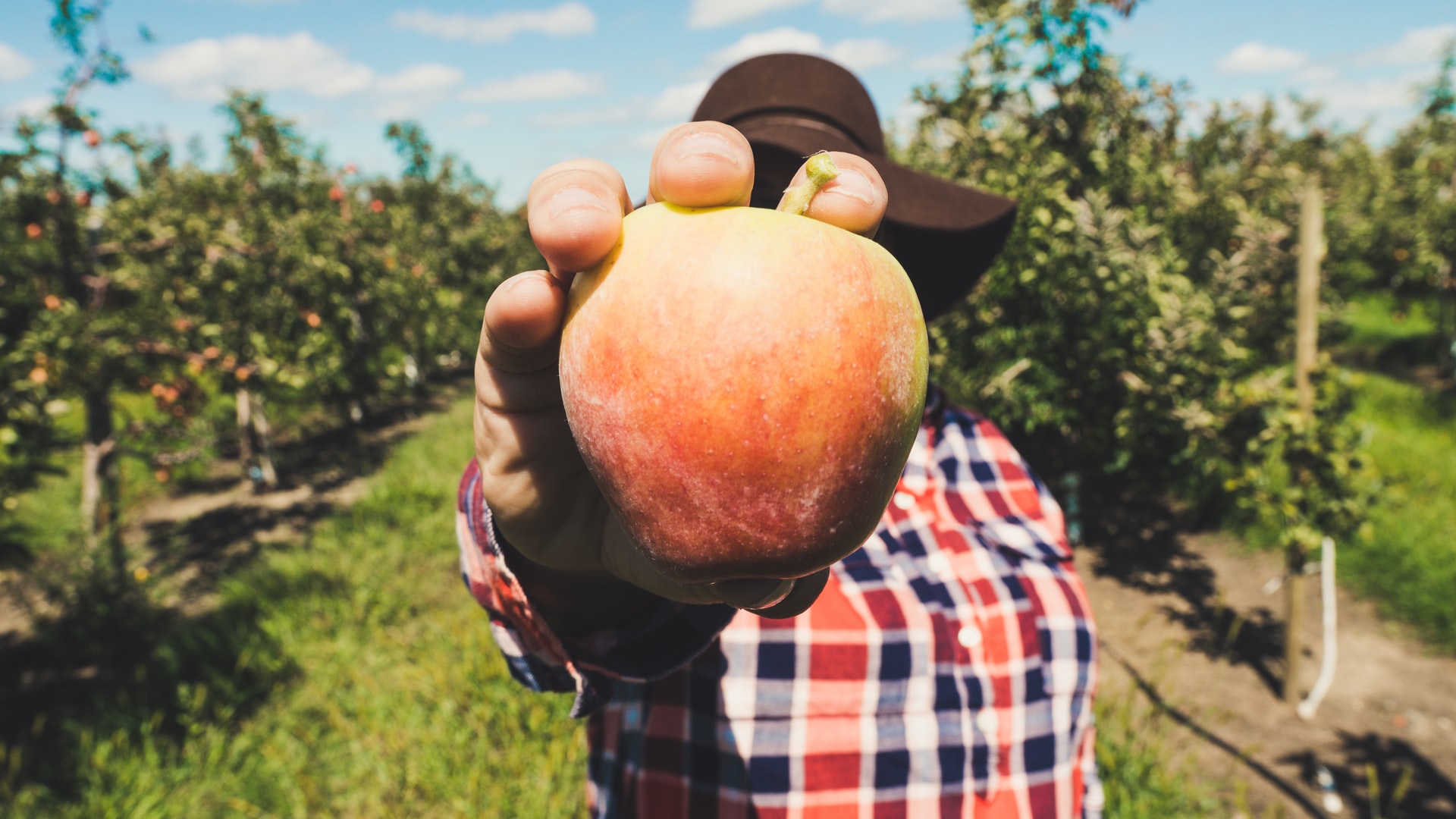 Étudiant qui récolte des pommes dans un champ Étudiant qui récolte des pommes dans un champ