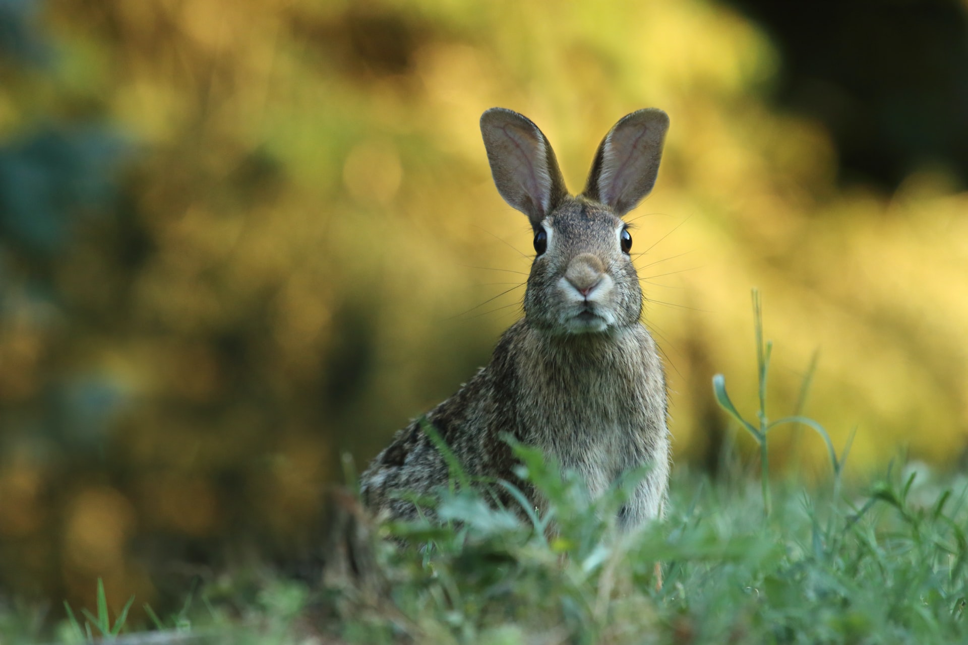 Lapin curieux dans une forêt Lapin curieux dans une forêt